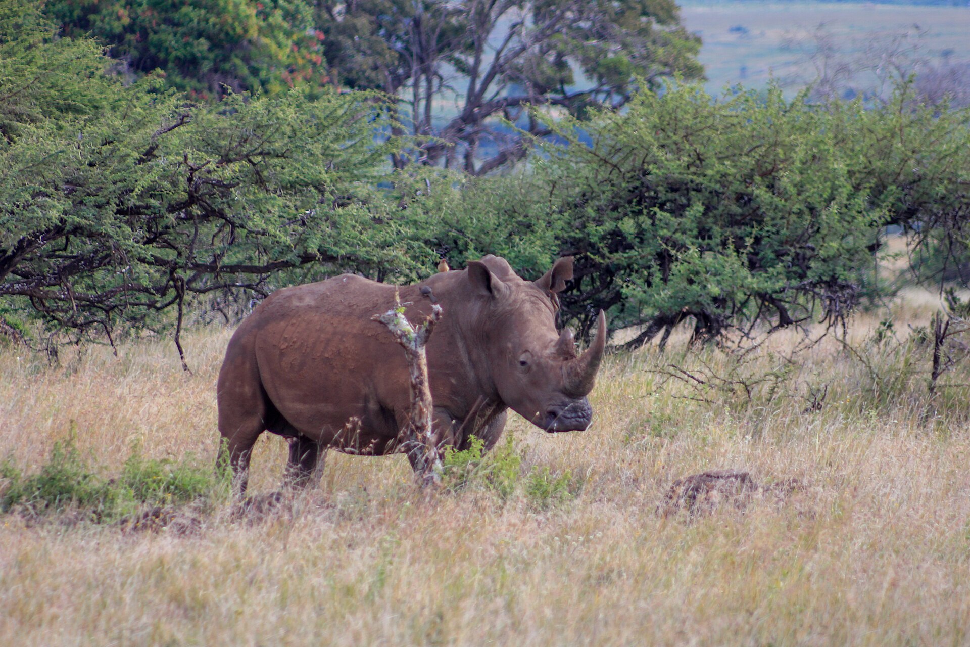 Breitmaulnashorn vor Akazien auf Lewa, Juni 2018