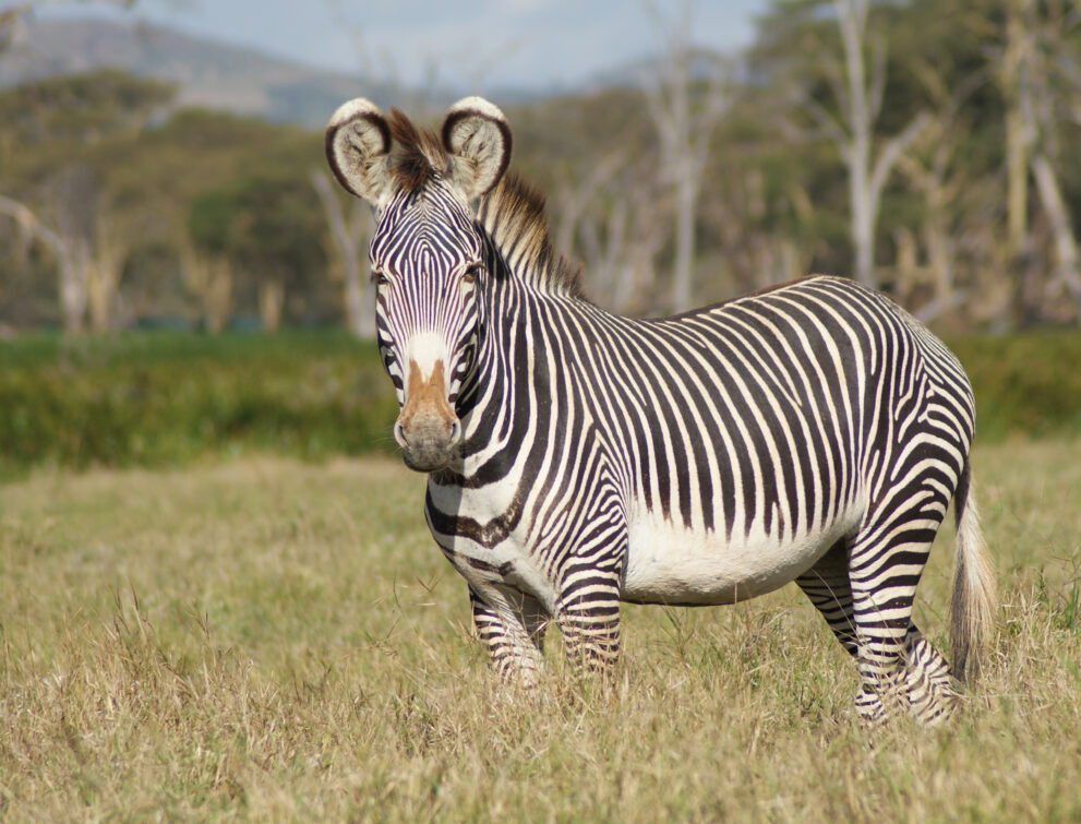 Grevyzebra mit feinen Streifen und runden Ohren auf einer Grasfläche in der Lewa-Wildlife-Conservancy