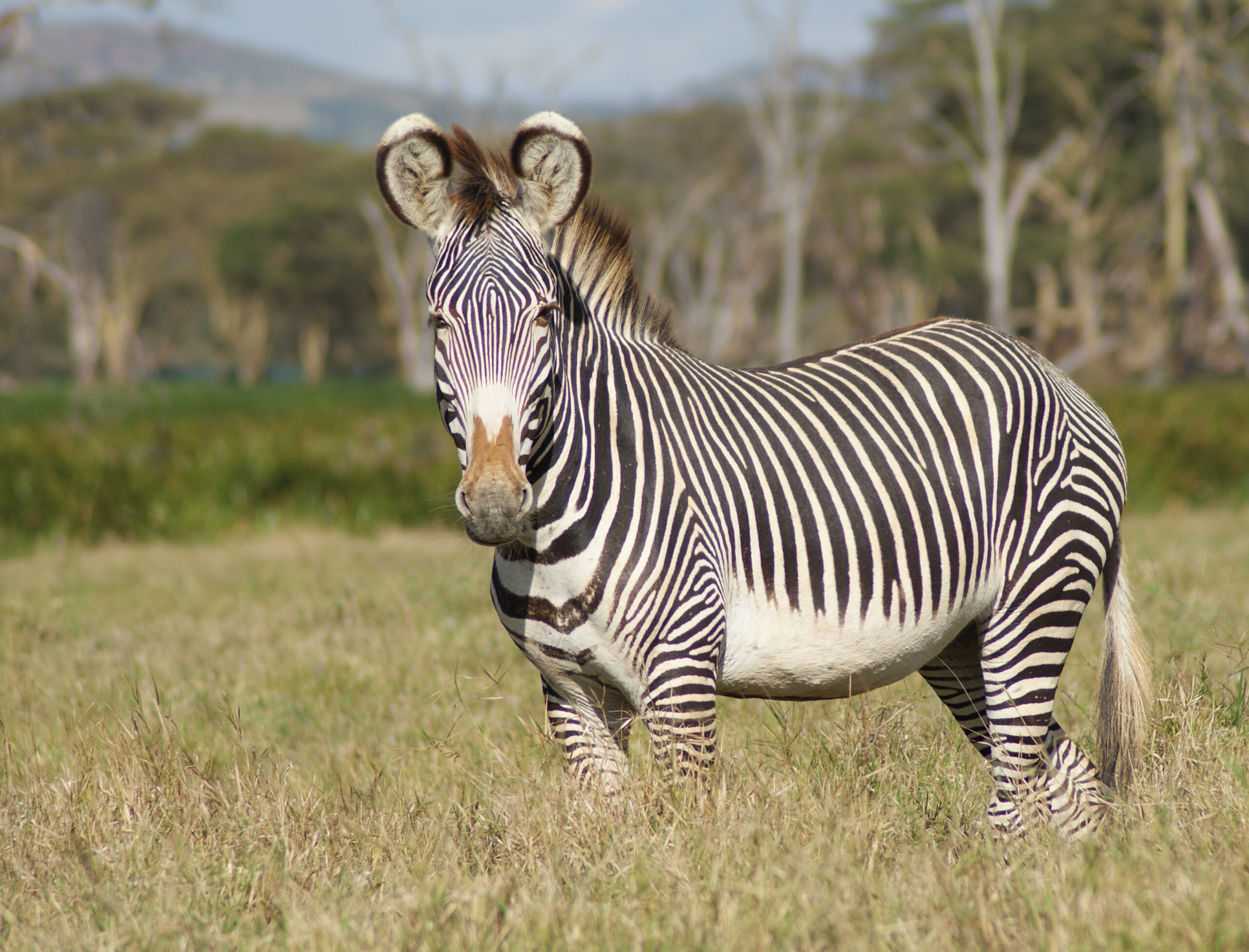 Grevyzebra mit feinen Streifen und runden Ohren auf einer Grasfläche in der Lewa-Wildlife-Conservancy
