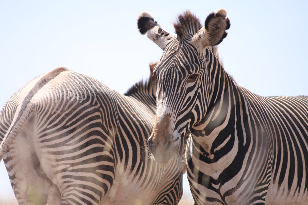 Zwei Grevyzebras dicht beieinander, eines schaut über die Schulter des anderen, die feinen Streifen füllen das Bild
