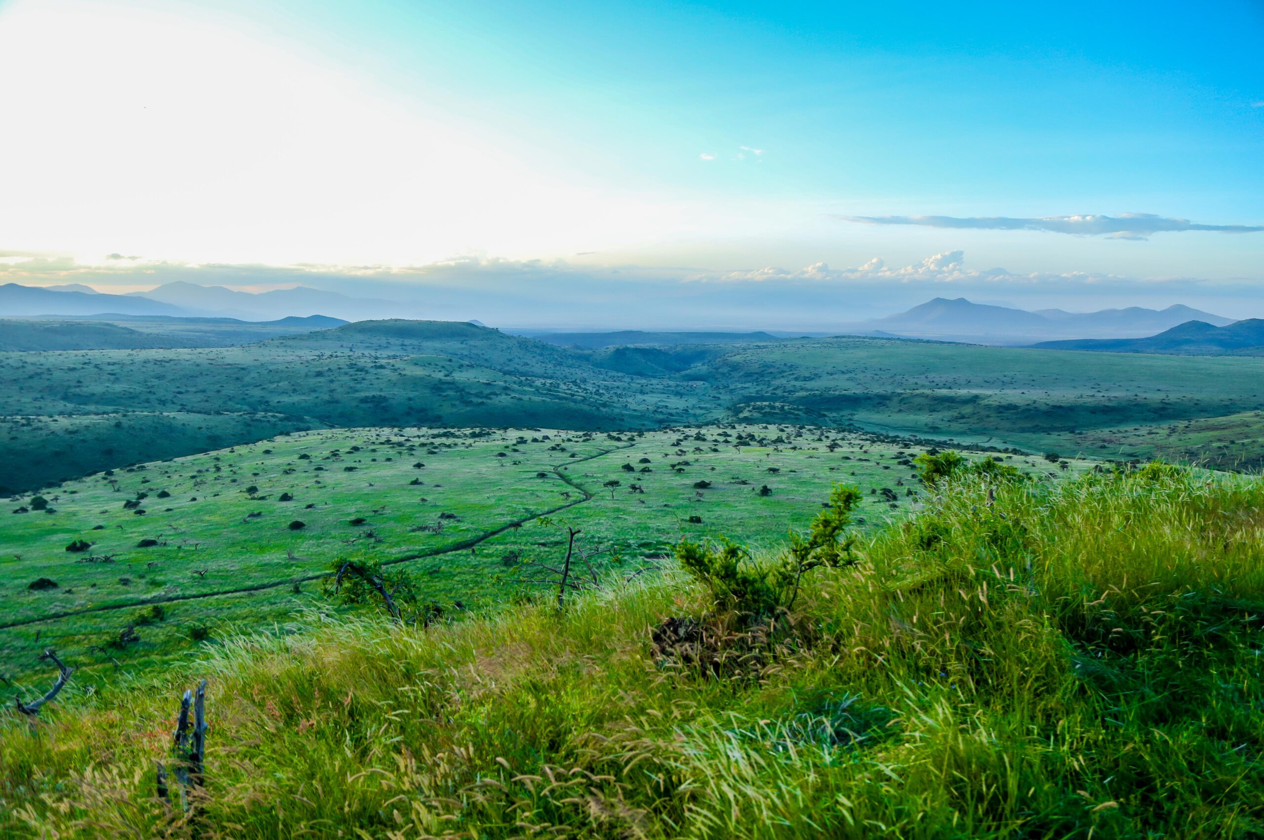 Sattgrüne Hügel und weite Ebenen unter blauem Himmel in der Lewa-Wildlife-Conservancy
