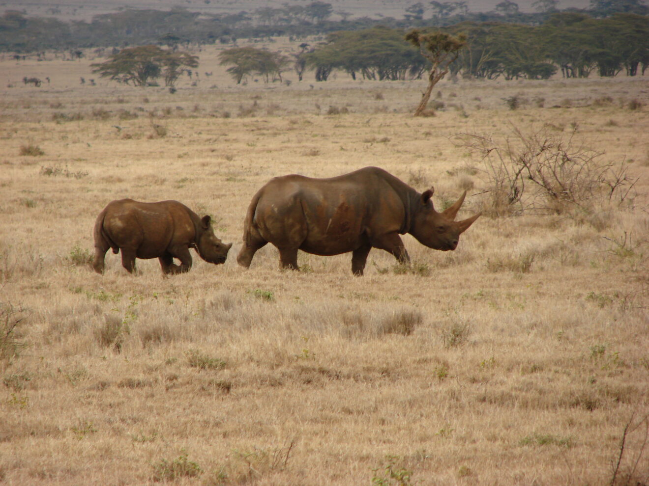 Spitzmaulnashorn-Mutter und Kalb im trockenen Grasland der Lewa-Wildlife-Conservancy
