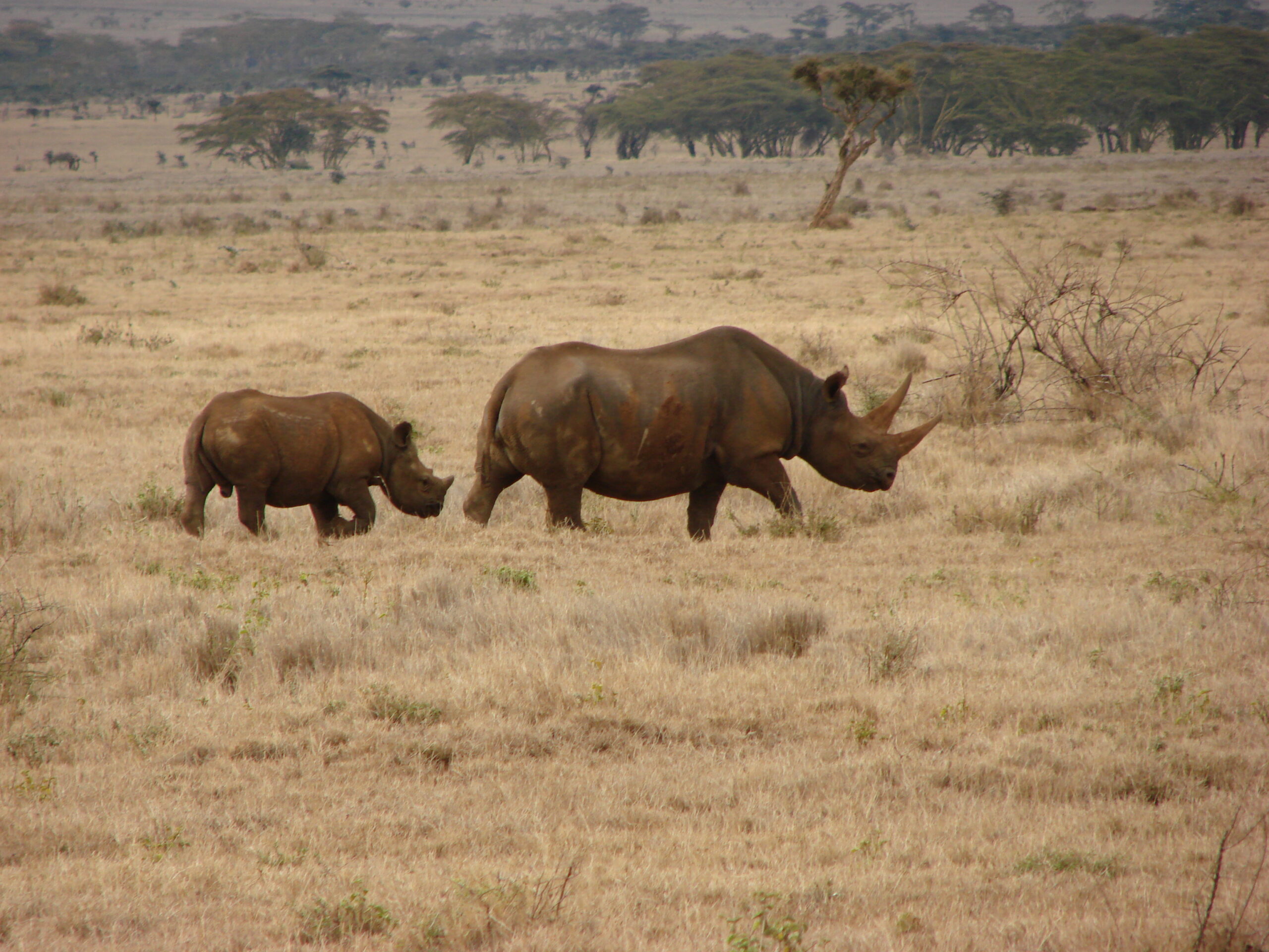 Spitzmaulnashorn-Mutter und Kalb im trockenen Grasland der Lewa-Wildlife-Conservancy
