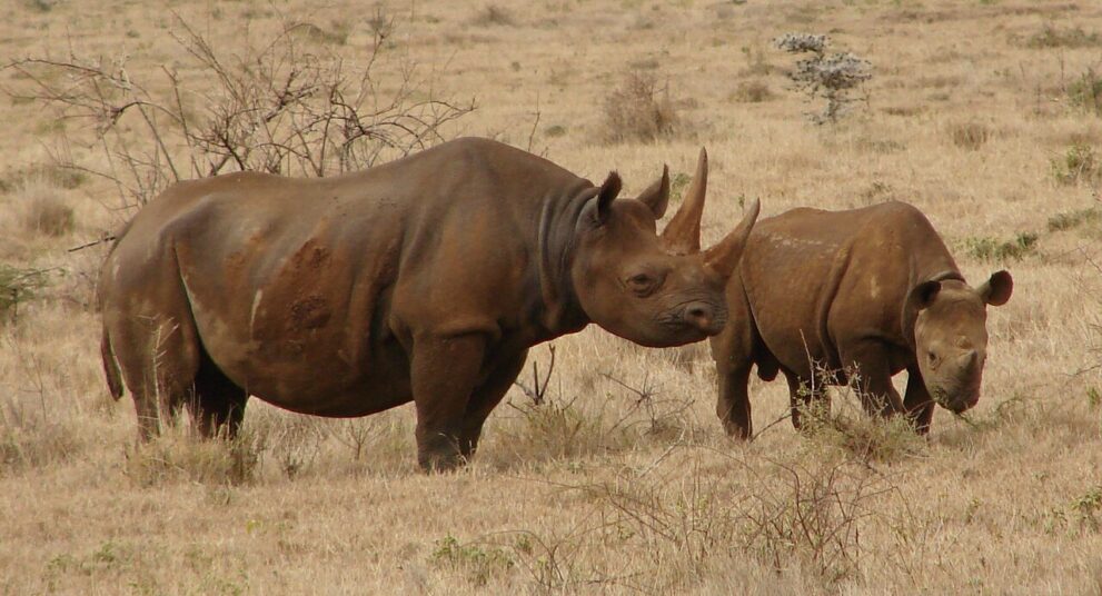 Ein Spitzmaulnashorn steht mit seinem Kalb im trockenen, hellen Grasland zwischen kahlen Büschen