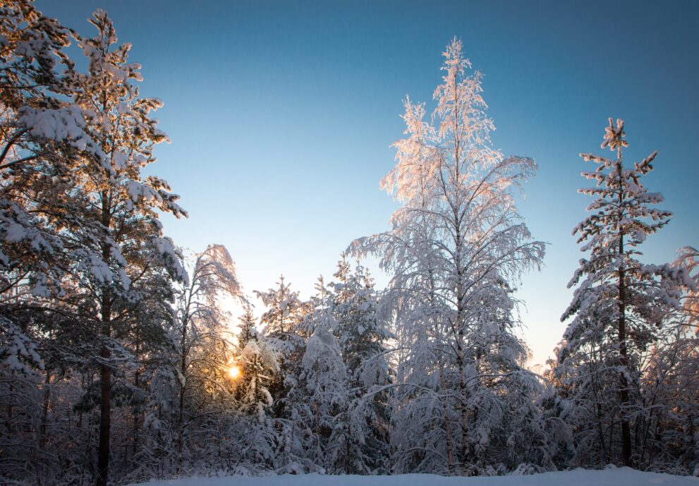 Verschneiter Winterwald mit Raureif und tiefer Sonne bei Luleå in Schwedisch Lappland