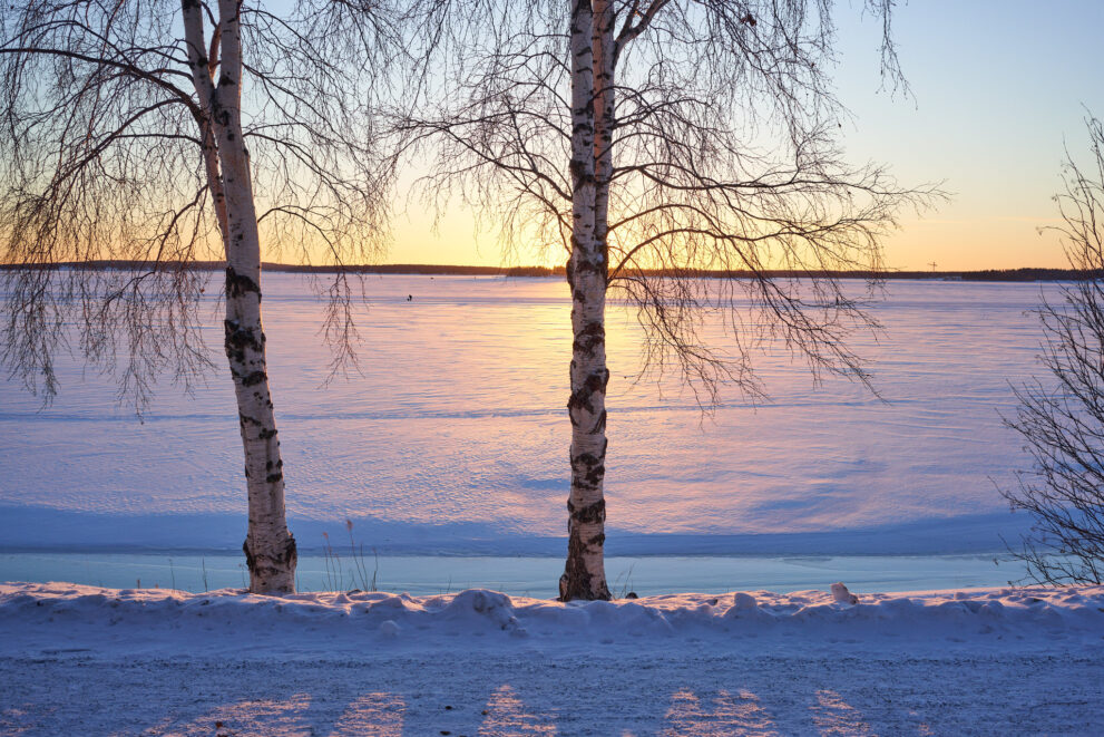 Zugefrorene Ostseebucht bei Luleå mit zwei Birken im Licht der tief stehenden Wintersonne