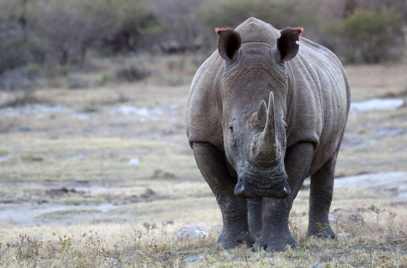 Ein Breitmaulnashorn steht frontal zur Kamera auf kargem Grasland im Madikwe Game Reserve
