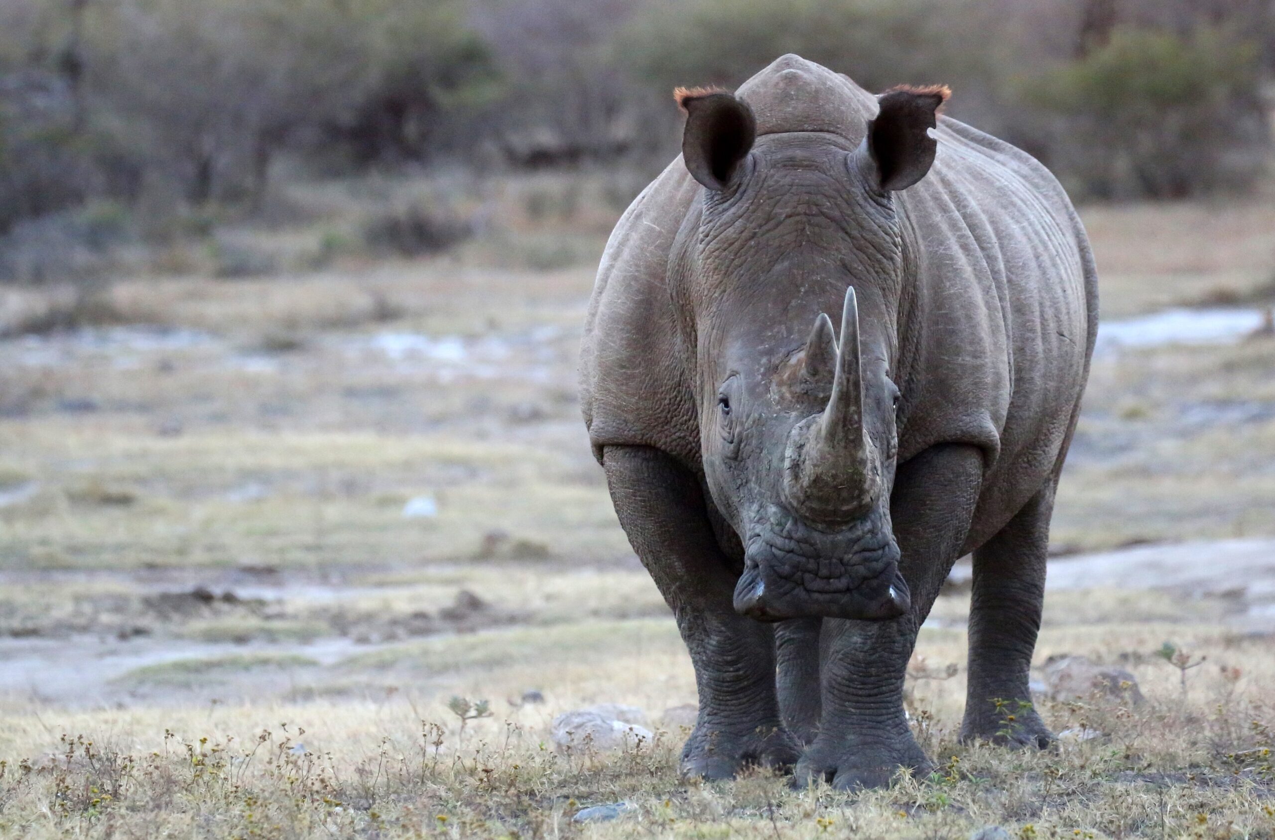 Ein Breitmaulnashorn steht frontal zur Kamera auf kargem Grasland im Madikwe Game Reserve