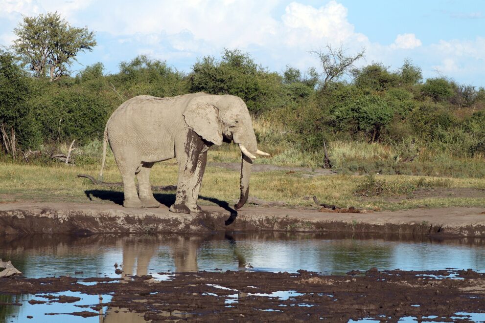 Ein Elefantenbulle mit nassen Beinen steht am Rand eines Wasserlochs und spiegelt sich im Wasser, dahinter grüner Busch.