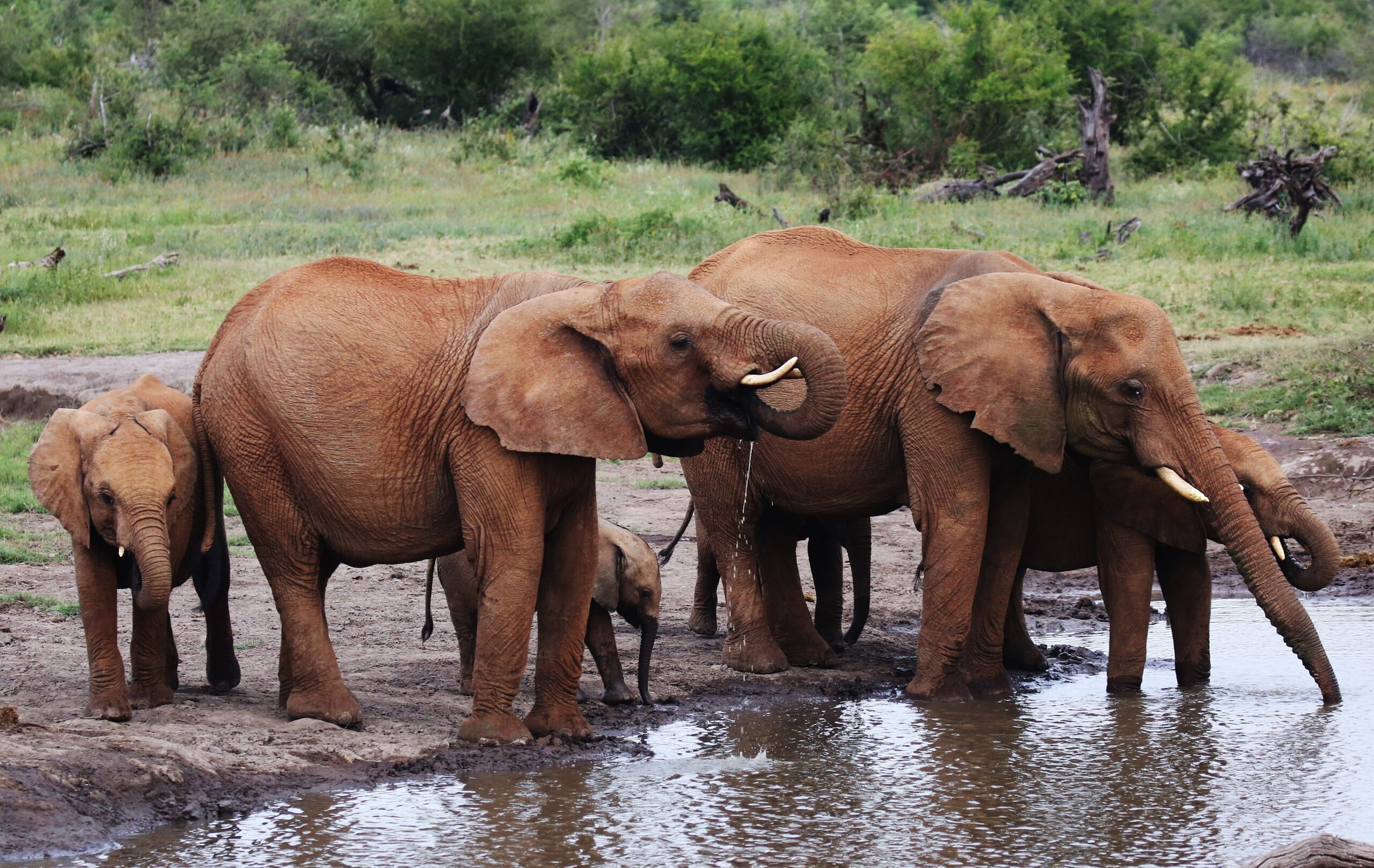 Elefantenkühe mit Jungtieren trinken an einer Wasserstelle im Madikwe Game Reserve