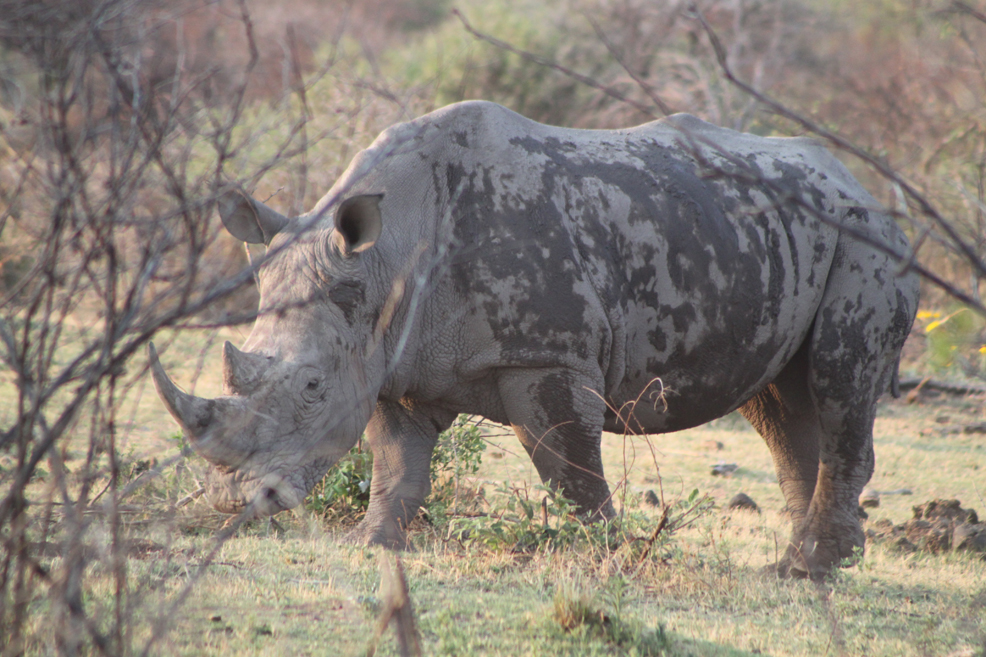 Breitmaulnashorn auf dem Weg vom Wasserloch, Madikwe