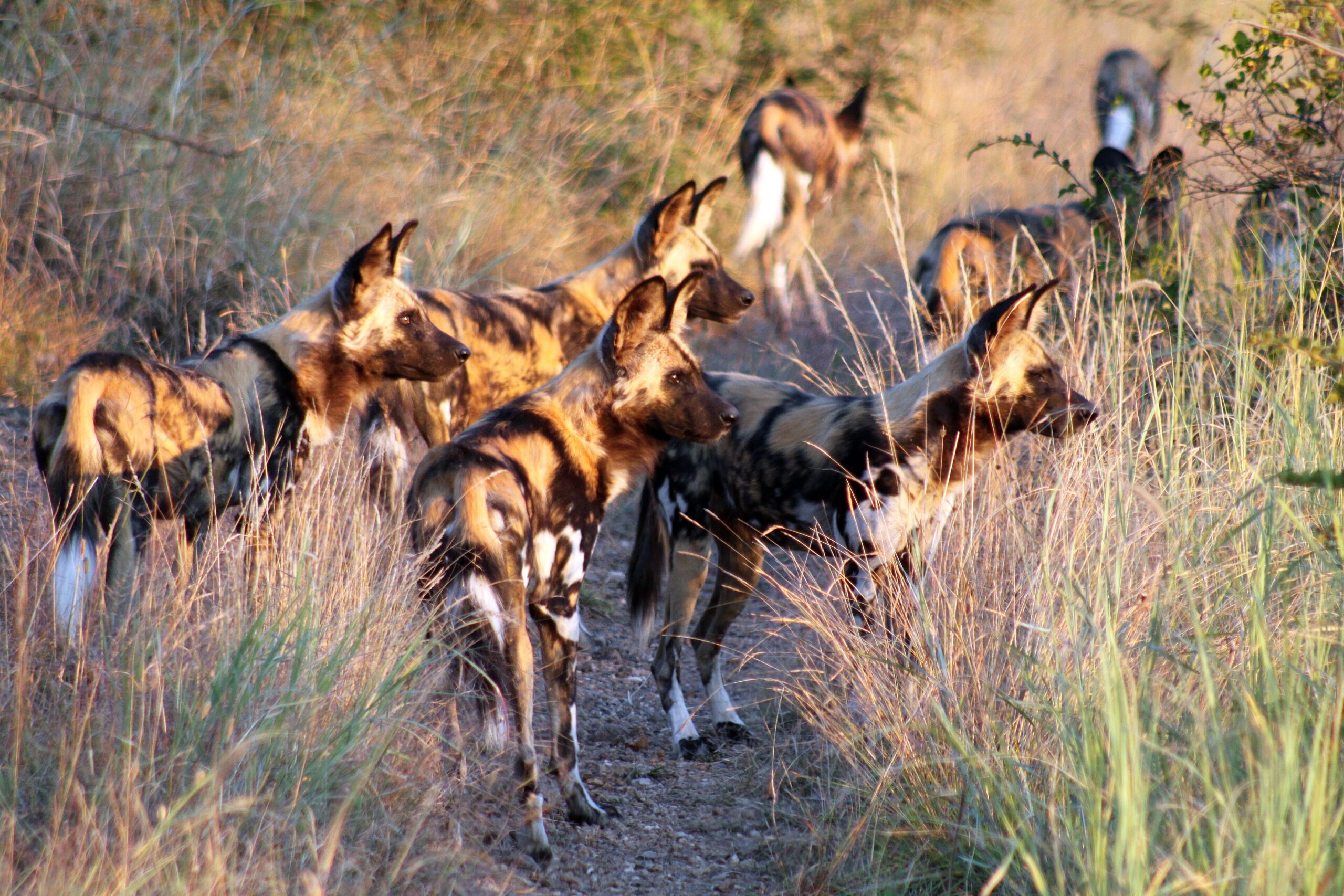 Ein Rudel Afrikanischer Wildhunde im hohen Gras am Rand eines Fahrwegs im Madikwe Game Reserve