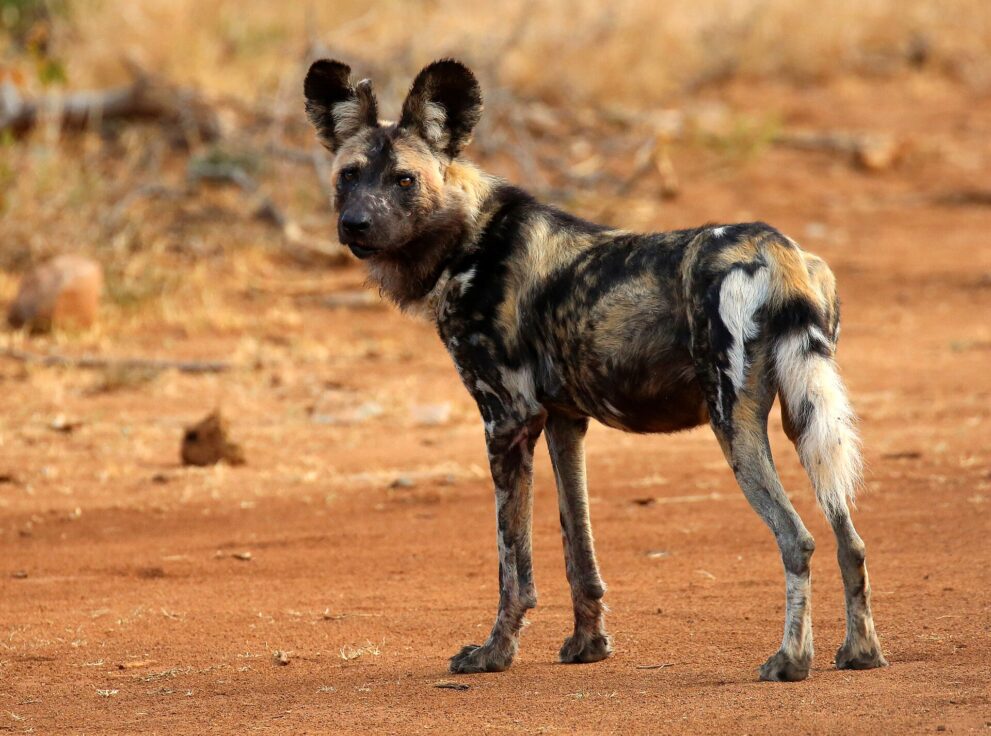 Ein Wildhund auf roter Erde dreht den Kopf zur Kamera, das Fell schwarz, gelb und weiß gefleckt