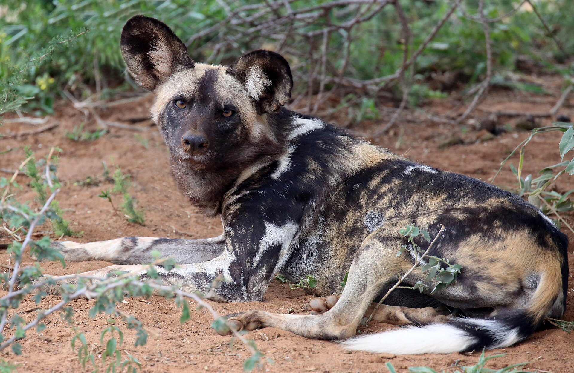 Afrikanischer Wildhund bei Mosetlha in Madikwe