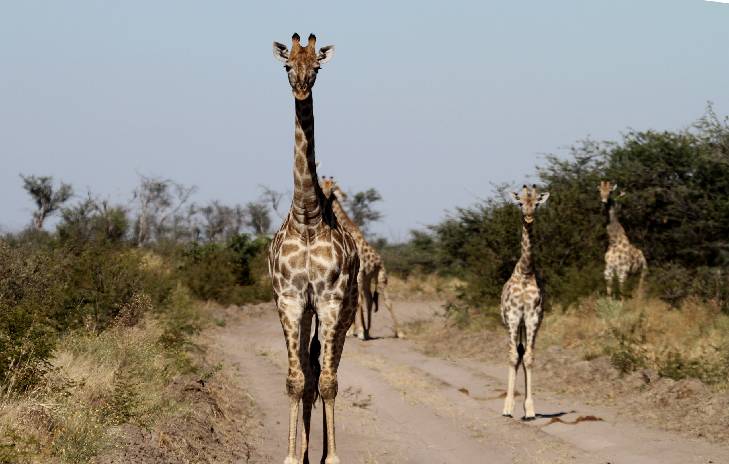 Vier Giraffen auf einer sandigen Piste zwischen Buschwerk, eine schaut direkt in die Kamera, Makgadikgadi-Pans-Nationalpark nahe dem Boteti