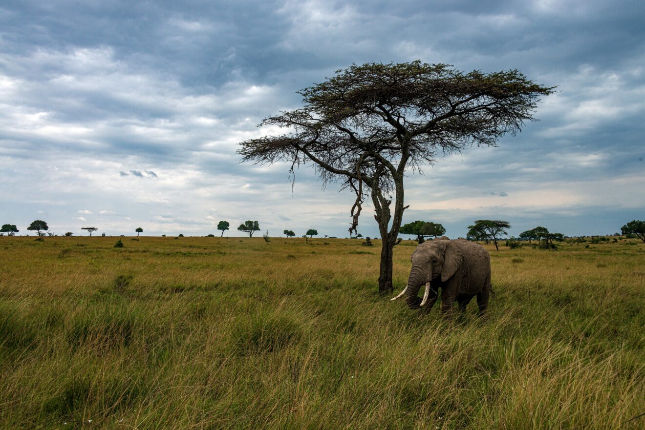 Elefant unter einer einzelnen Akazie im hohen Gras der Masai Mara in Kenia, darüber ein bewölkter Himmel
