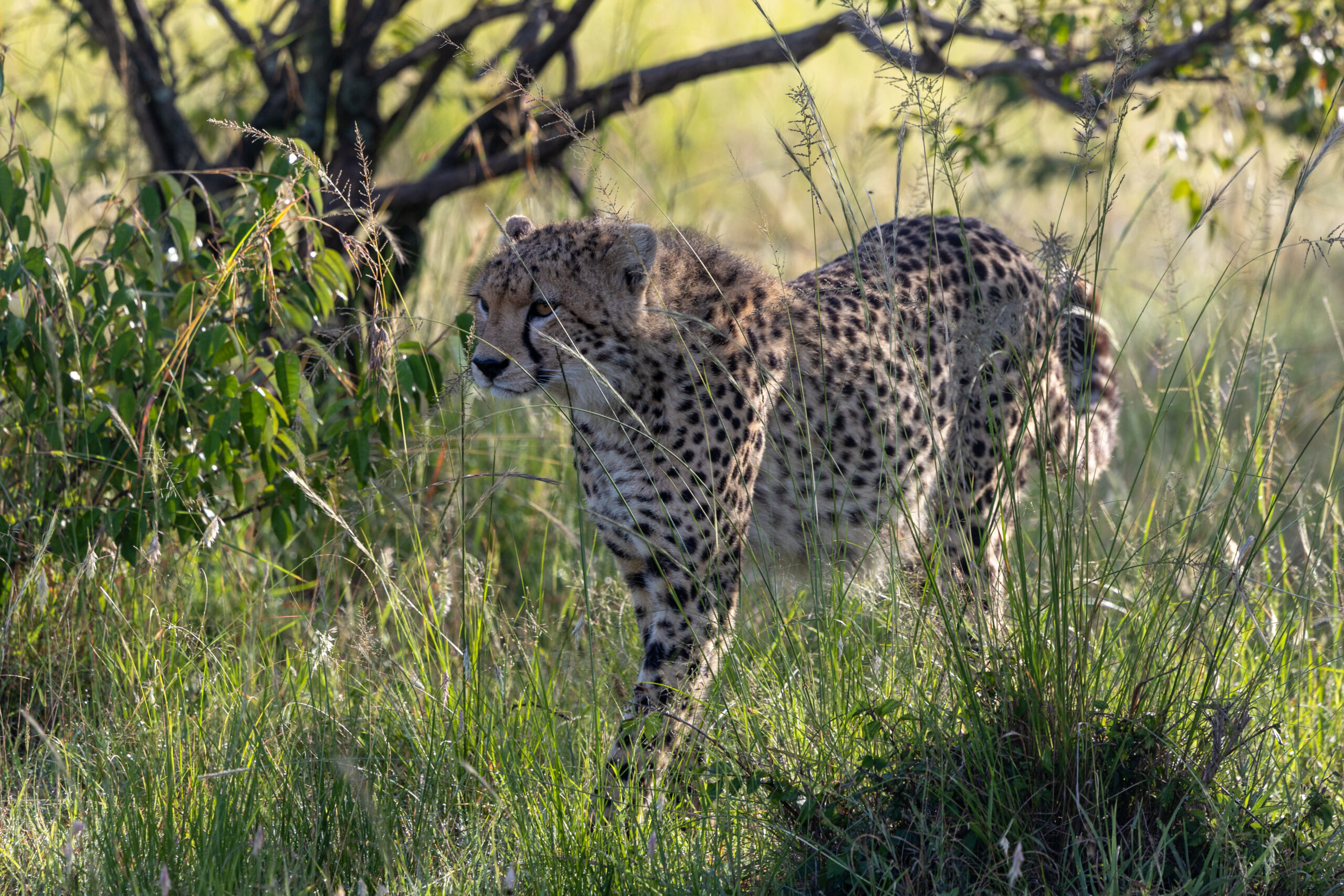 Ein Gepard steht im hohen Gras am Rand eines Gebüschs unter einem Akazienast, Masai Mara