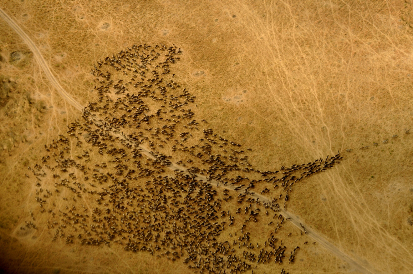 Eine dichte Gnuherde zieht über trockenes, gelbes Grasland und quert eine Fahrspur, von oben gesehen, Masai Mara