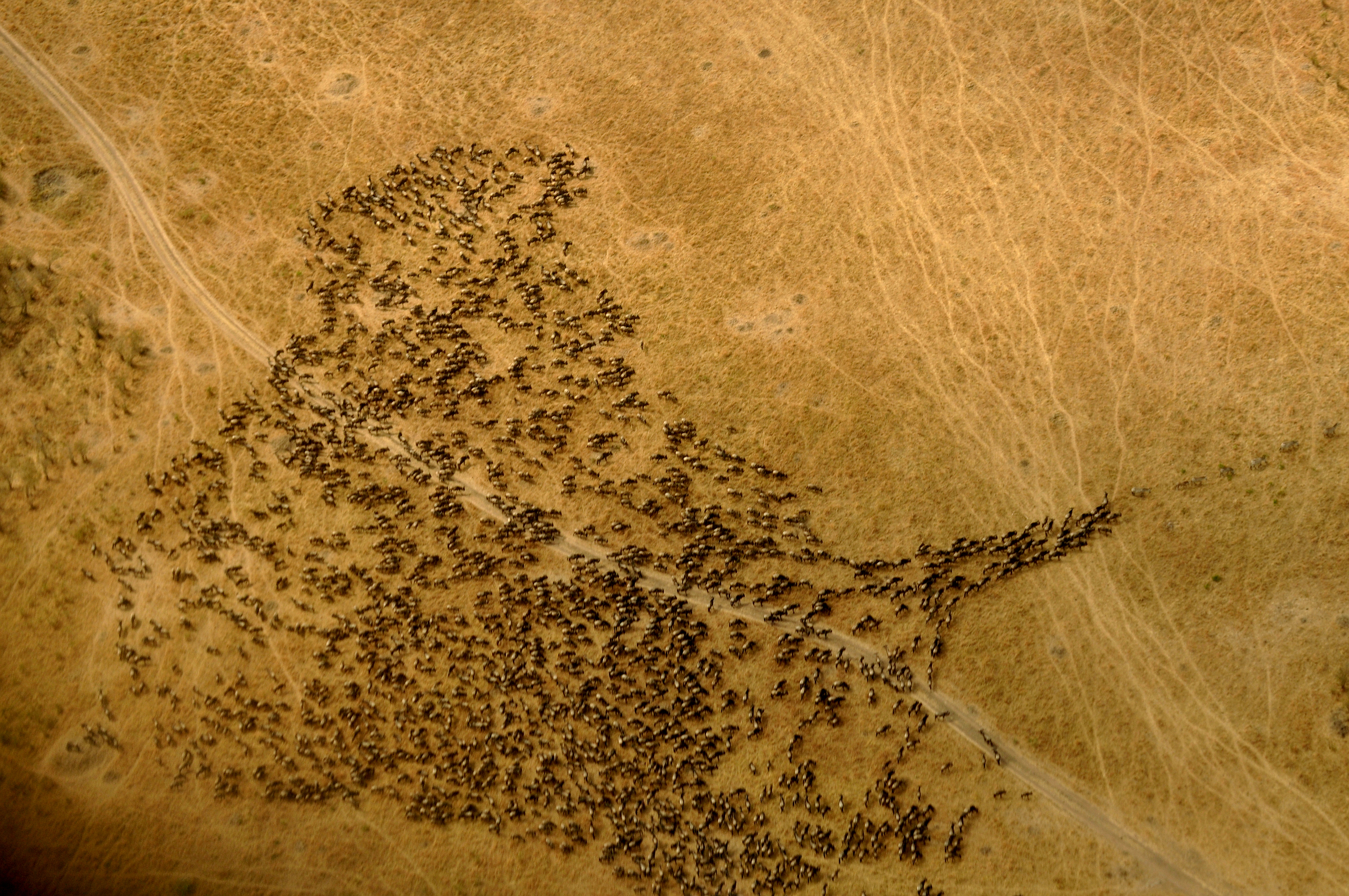 Eine dichte Gnuherde zieht über trockenes, gelbes Grasland und quert eine Fahrspur, von oben gesehen, Masai Mara