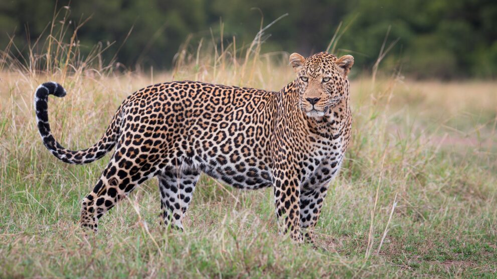 Männlicher Leopard steht im hohen Gras der Masai Mara in Kenia und blickt zur Seite