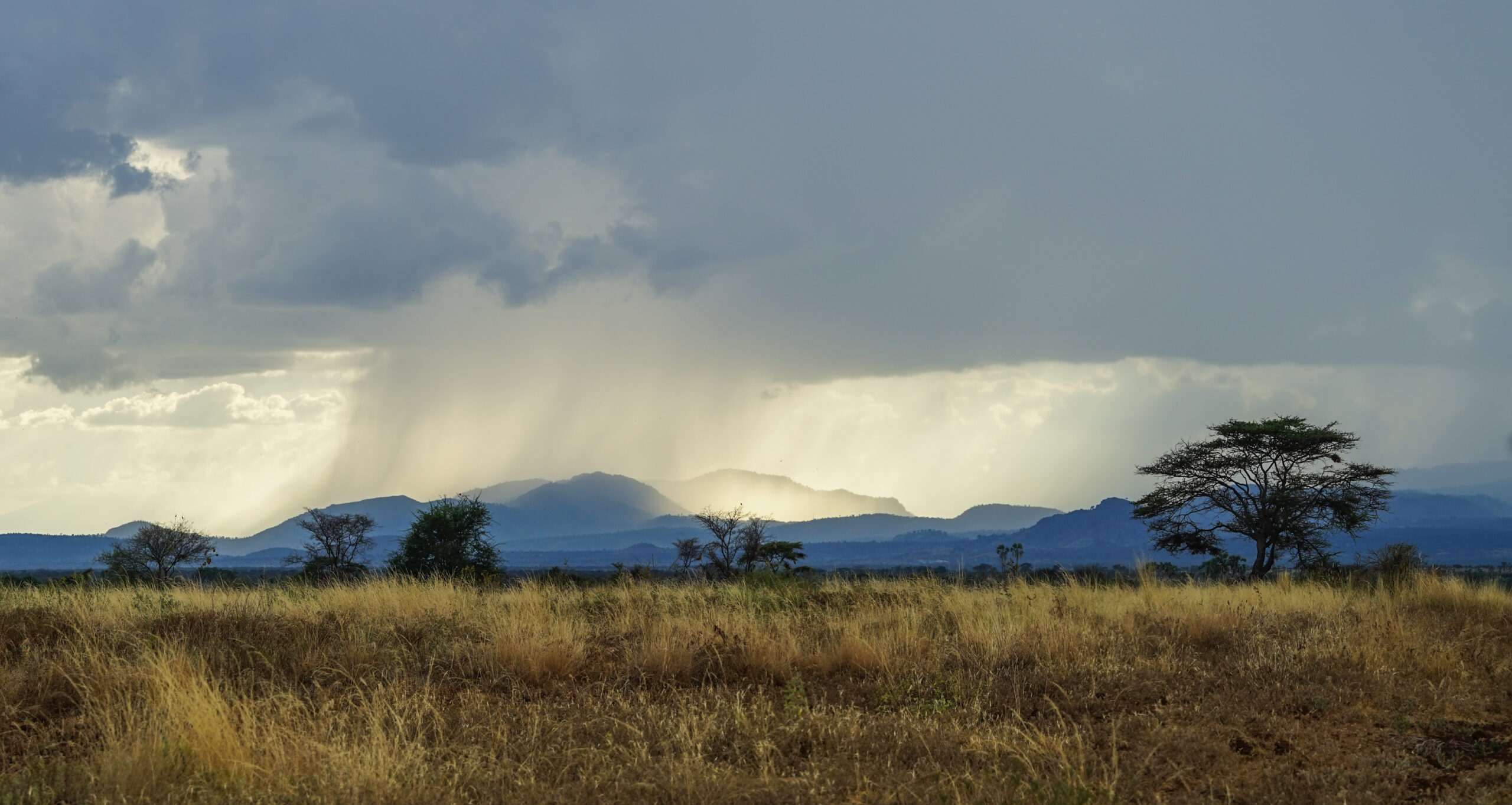 Regenschauer über Bergen und goldener Savanne mit Akazien im Meru-Nationalpark