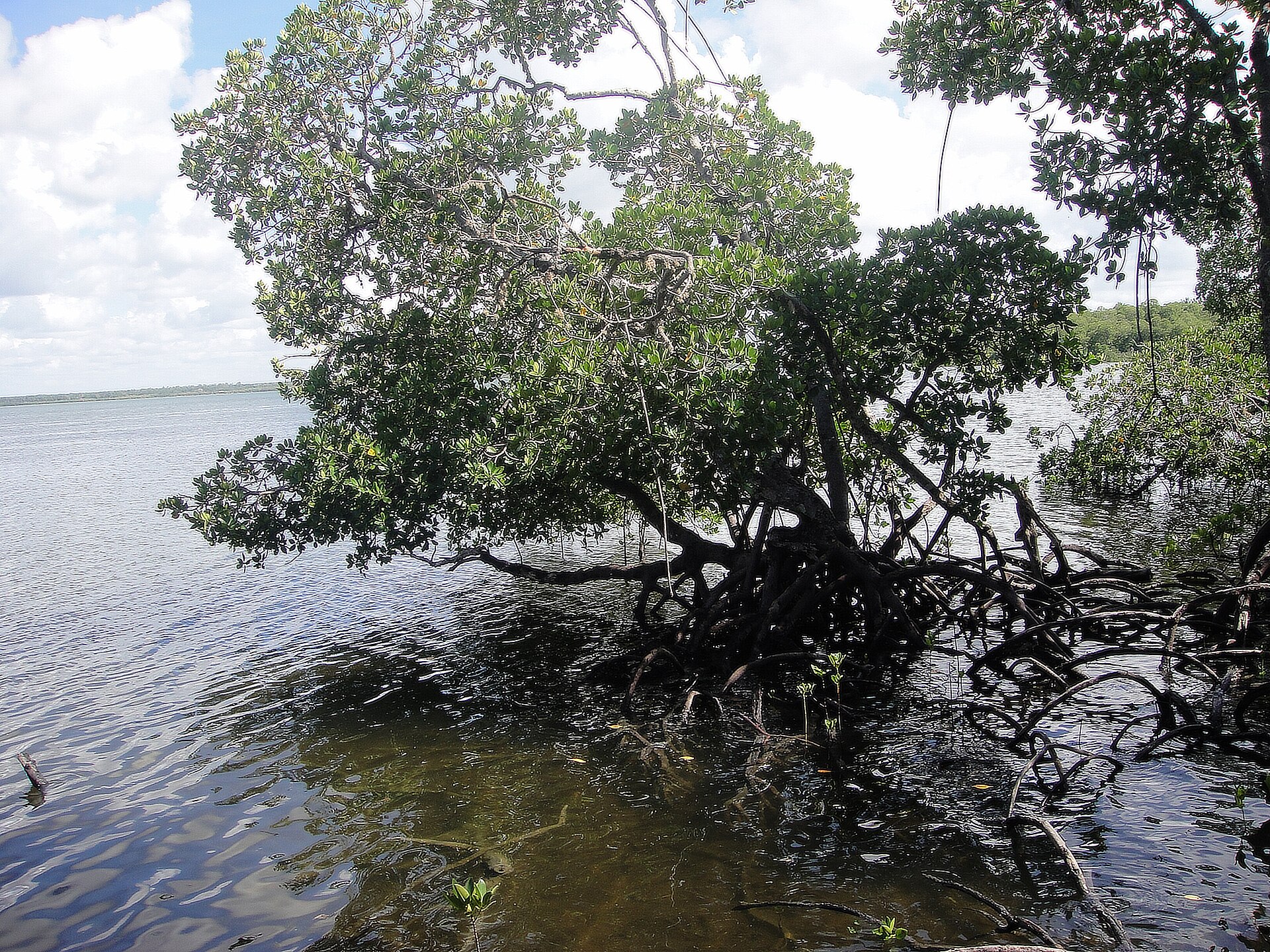 Mangrovenbaum mit Stelzwurzeln steht im klaren, flachen Wasser, dahinter die offene Lagune.