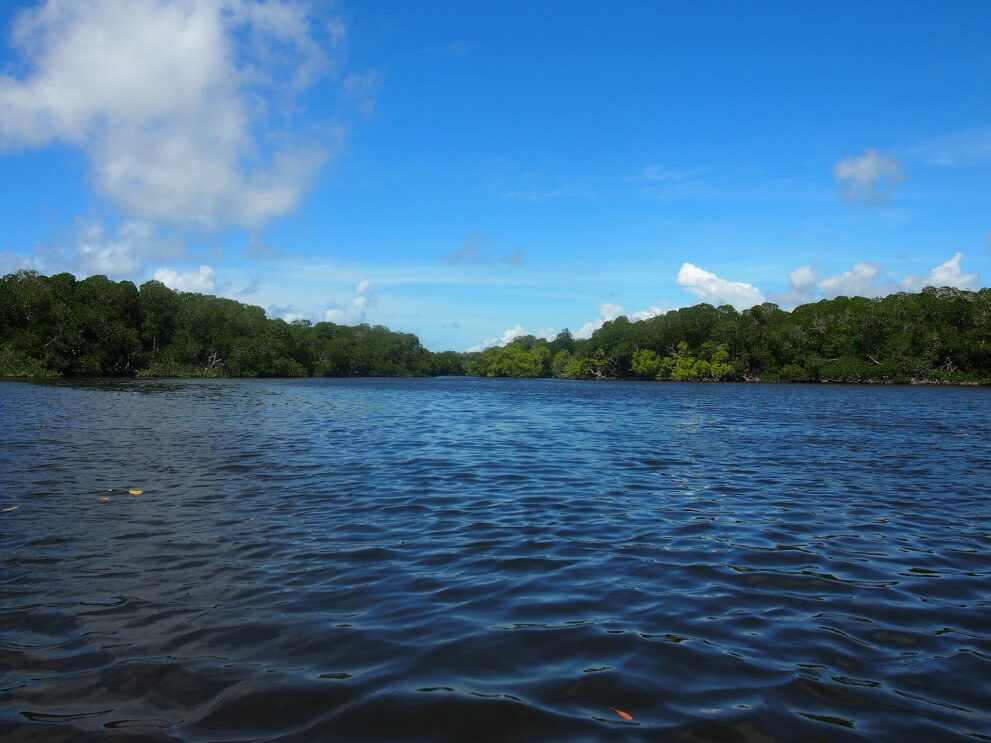 Ruhiger, blauer Wasserarm zwischen zwei dichten, dunkelgrünen Mangrovenufern unter Schönwetterwolken.