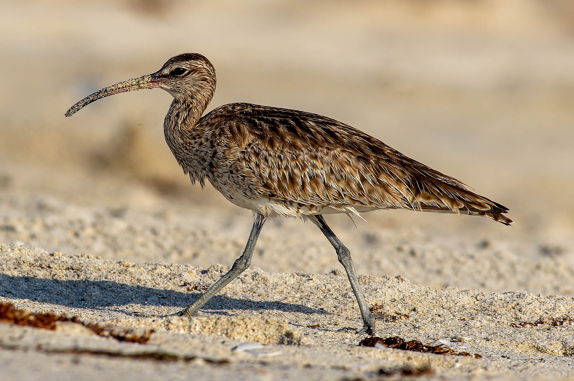 Regenbrachvogel am Strand von Salala, Oman