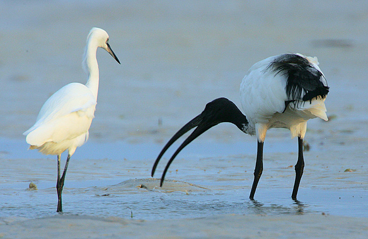 Weißer Reiher und ein schwarz-weißer Ibis mit gebogenem Schnabel stehen im flachen Wasser auf dem Watt.