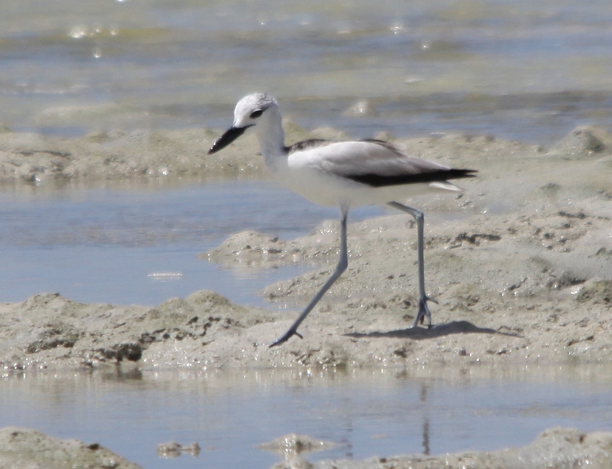 Reiherläufer auf dem Watt, Kenia
