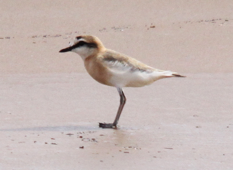 Wüstenregenpfeifer im Brutkleid, Kenia