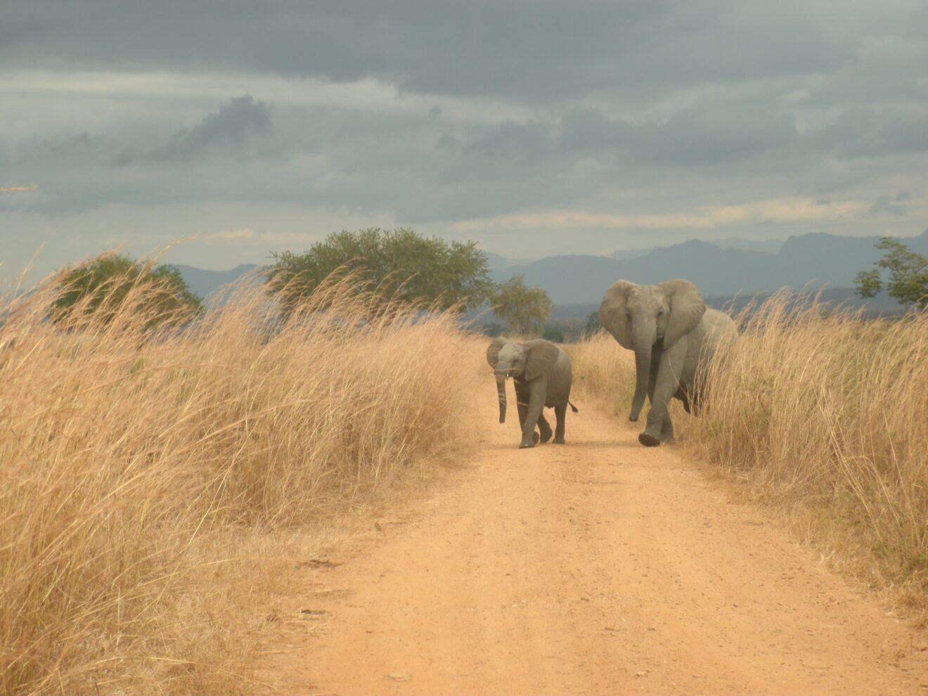 Ein Elefant und ein Jungtier laufen auf einer sandigen Piste zwischen hohem, trockenem Gras, im Hintergrund Berge, Mikumi-Nationalpark
