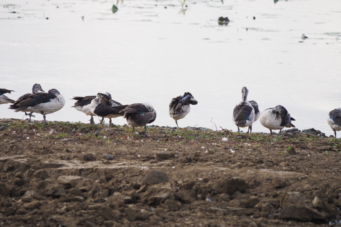 Eine Gruppe Höckerglanzgänse putzt sich am lehmigen Ufer eines Gewässers im Mikumi-Nationalpark
