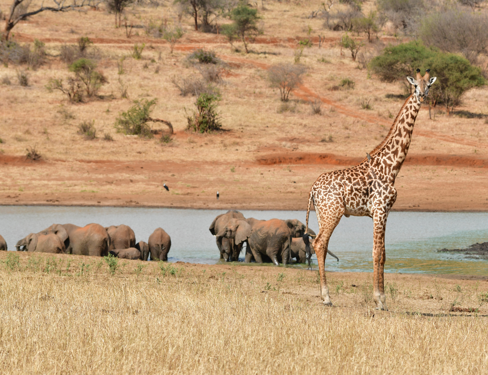 Elefantenherde badet in einem Wasserloch im Mkomazi-Nationalpark, vorne steht eine Giraffe im trockenen Gras