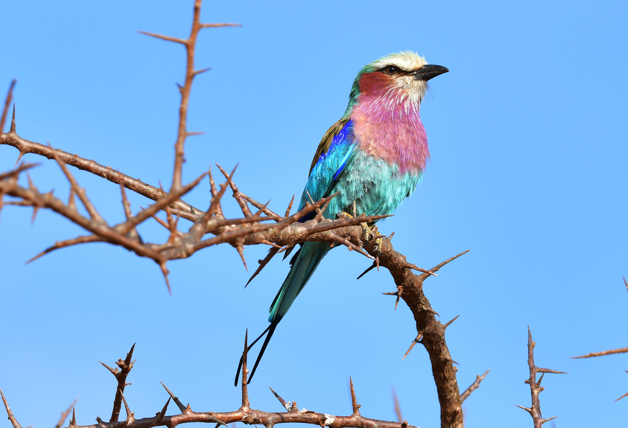 Eine bunte Gabelracke sitzt auf einem dornigen Akazienzweig vor blauem Himmel, Mkomazi-Nationalpark