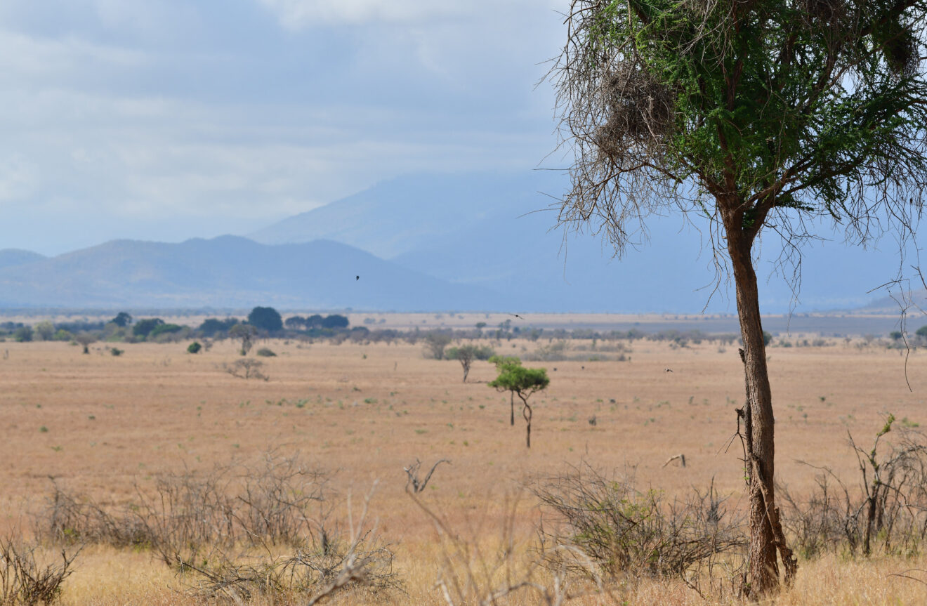 Weites trockenes Grasland mit einzelnen Akazien im Mkomazi-Nationalpark, dahinter blaue Bergketten