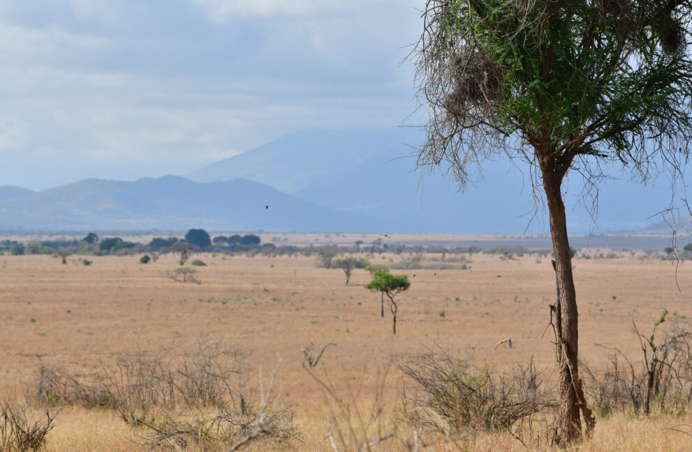 Weites trockenes Grasland mit einzelnen Akazien im Mkomazi-Nationalpark, dahinter blaue Bergketten