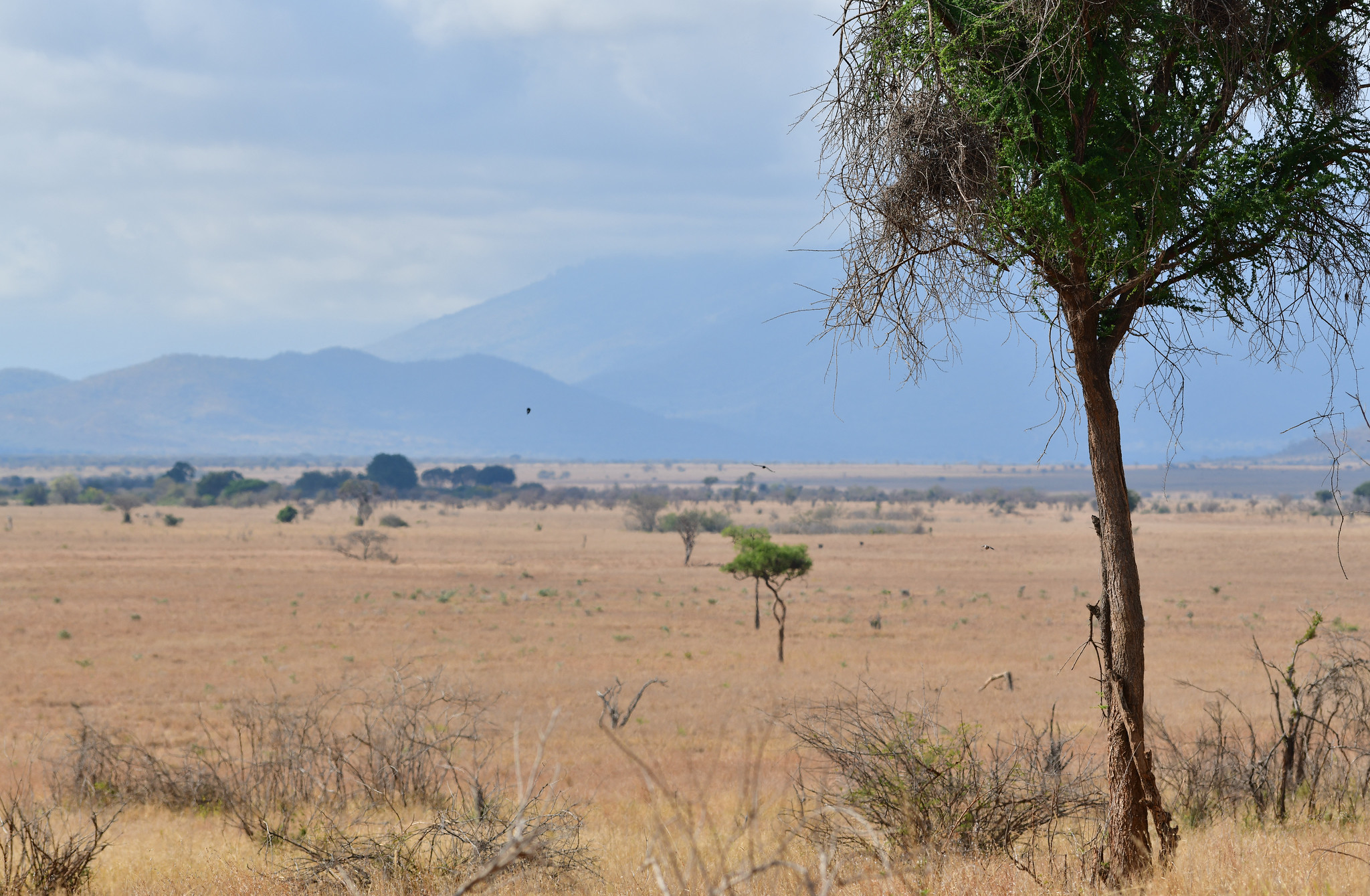 Weites trockenes Grasland mit einzelnen Akazien im Mkomazi-Nationalpark, dahinter blaue Bergketten