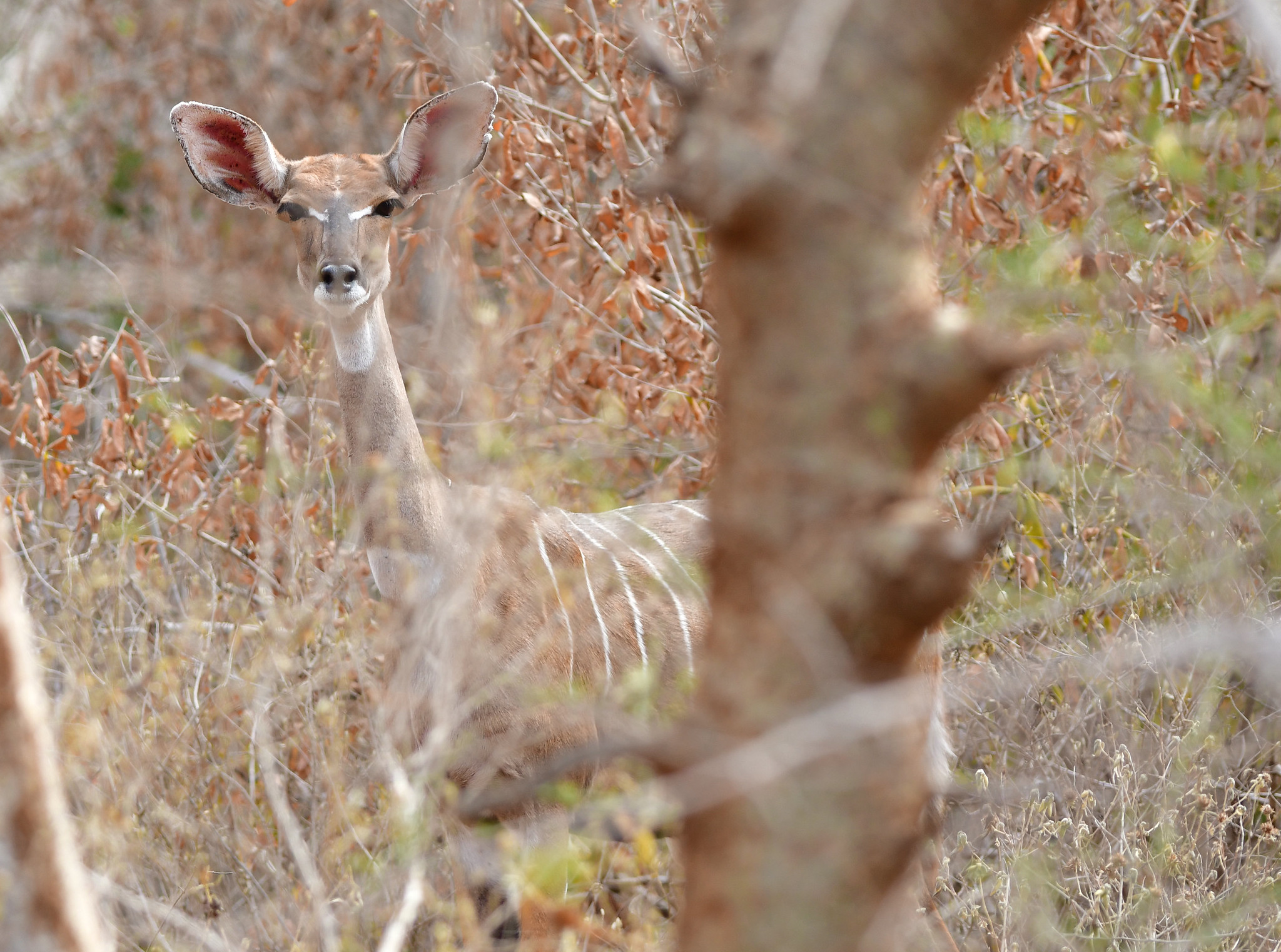 Ein Kudu-Weibchen mit großen Ohren schaut zwischen trockenen Zweigen hervor, Mkomazi-Nationalpark