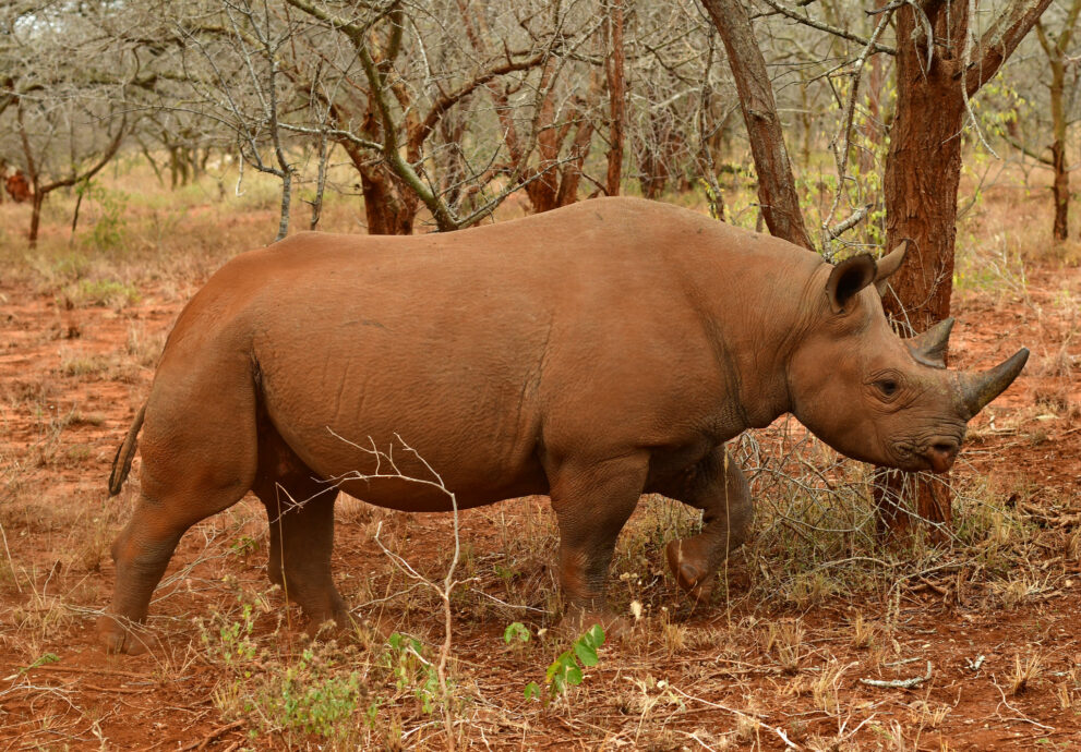Ein Spitzmaulnashorn geht über roten Boden zwischen kahlen Bäumen im Nashorngehege bei Mbula, Mkomazi-Nationalpark