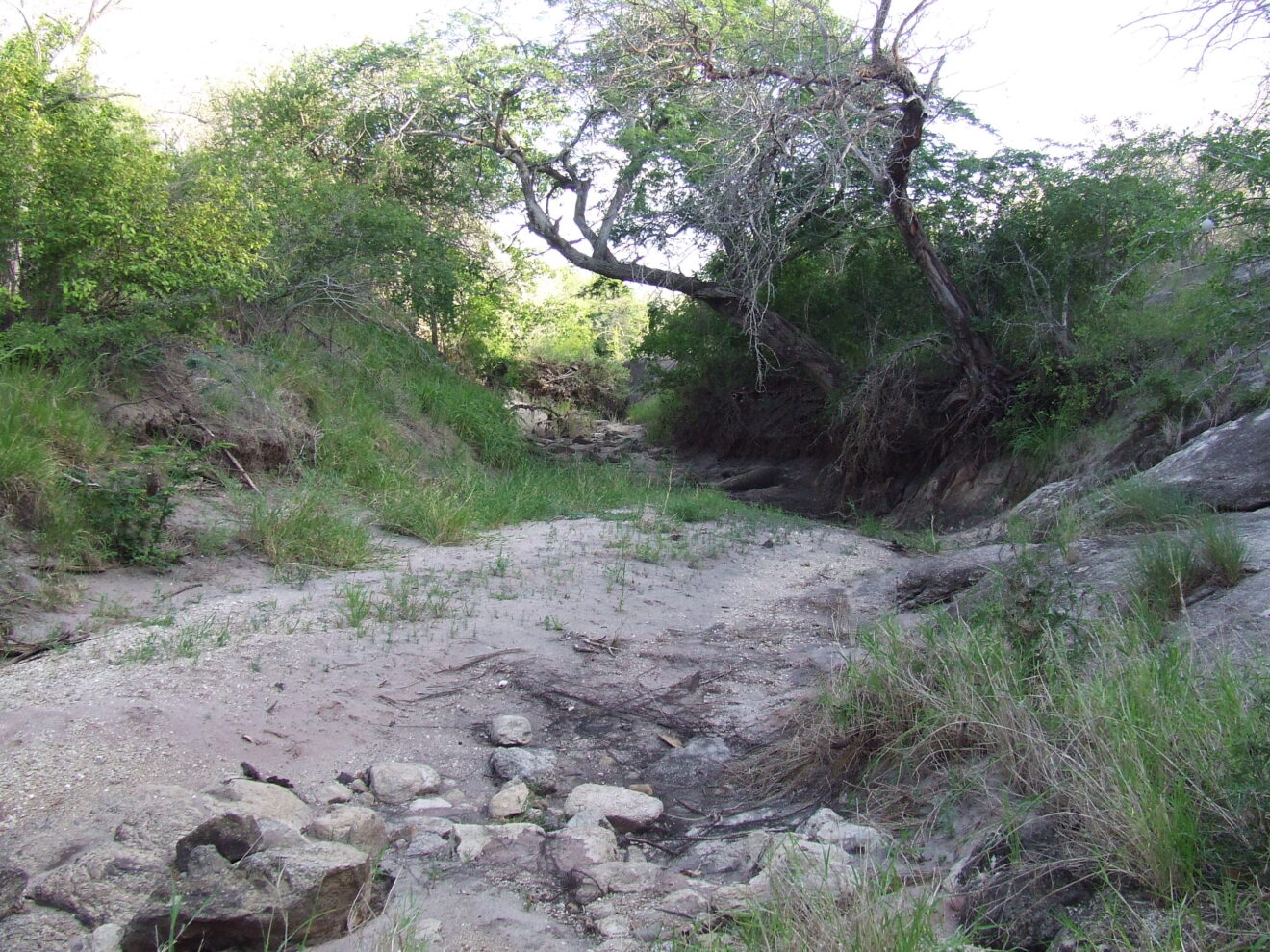 Ein ausgetrocknetes, sandiges Flussbett mit Steinen zwischen Felsen, Gras und Büschen im Mkomazi-Nationalpark