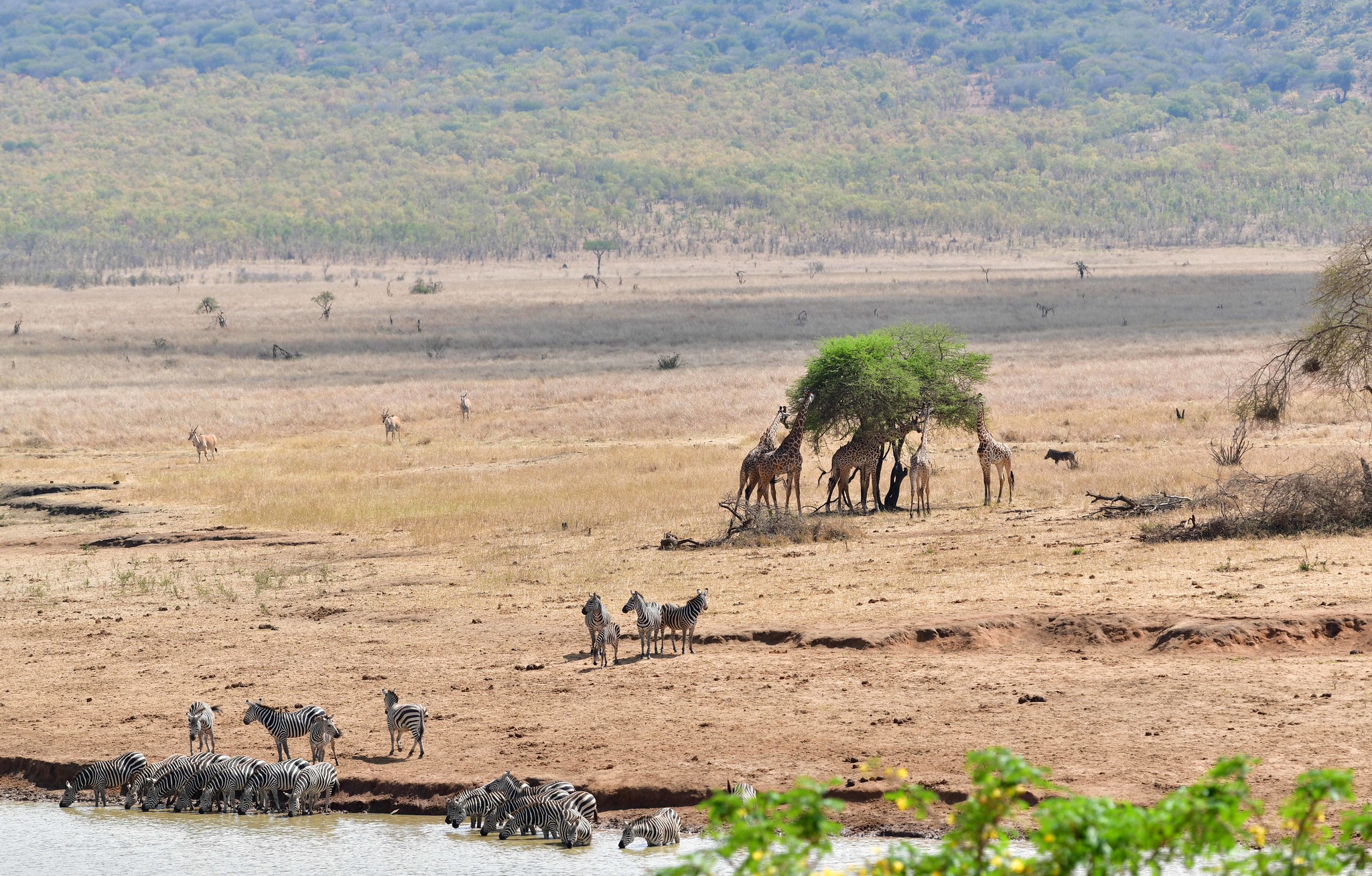 Zebras trinken an einem Wasserloch im Mkomazi-Nationalpark, dahinter Giraffen unter einer Akazie, Antilopen im trockenen Gras und bewaldete Hügel