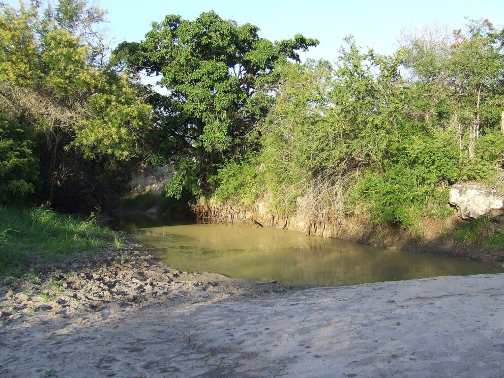 Ein Wasserloch mit lehmbraunem Wasser, umgeben von dichtem grünem Busch und einem großen Baum, vorn heller, festgetretener Boden