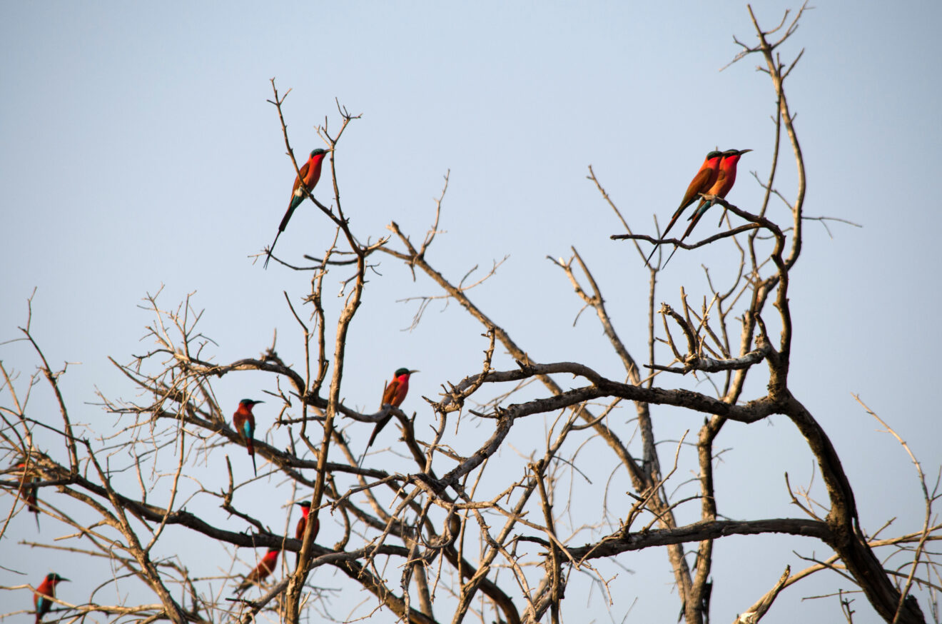 Mehrere Scharlachspinte mit karminrotem Gefieder sitzen auf den kahlen Ästen eines Baums vor hellem Himmel, Moremi-Game-Reserve