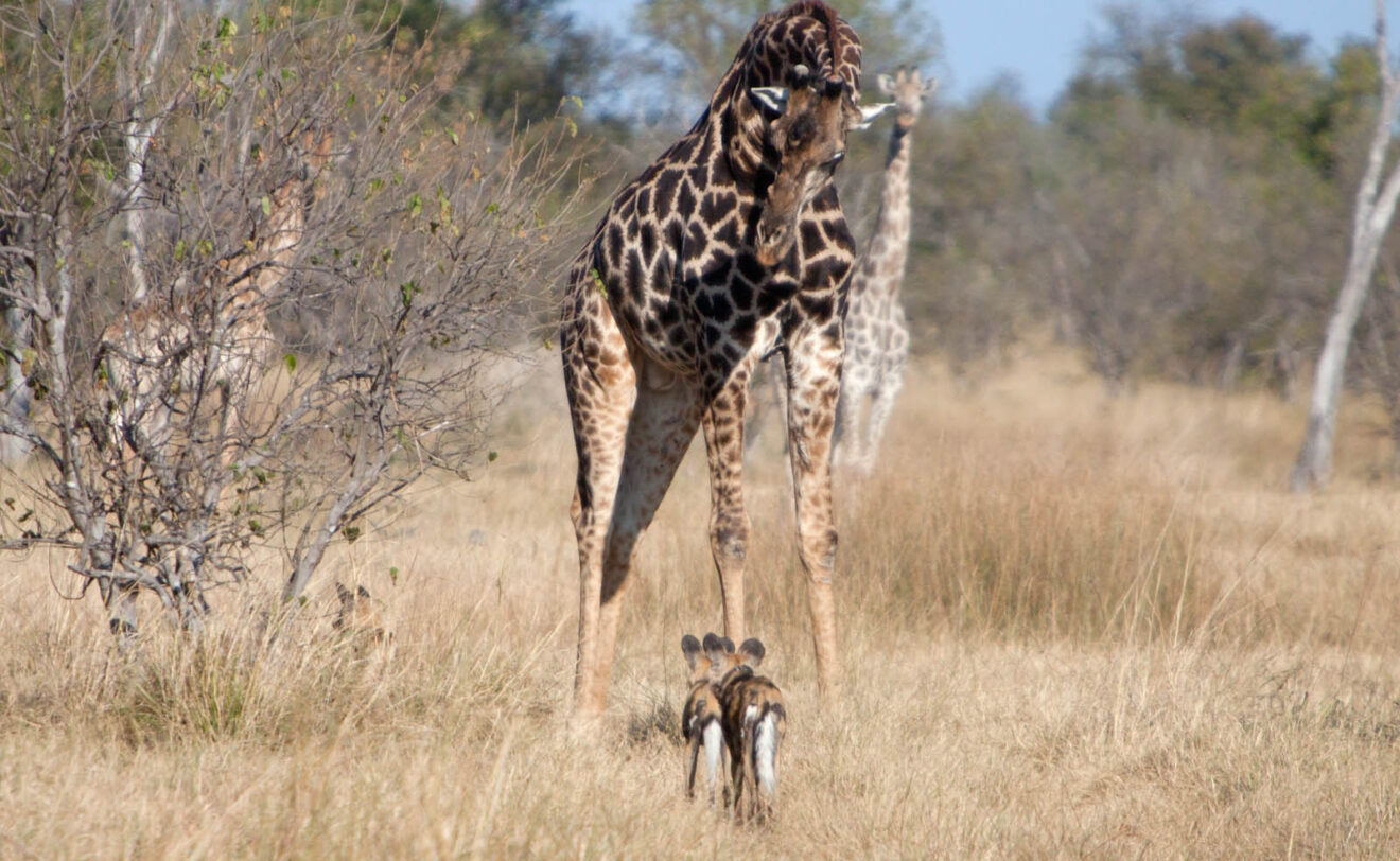Zwei Afrikanische Wildhunde stehen im trockenen Gras zu Füßen einer Giraffe, dahinter eine zweite Giraffe und lichter Wald, Moremi-Game-Reserve