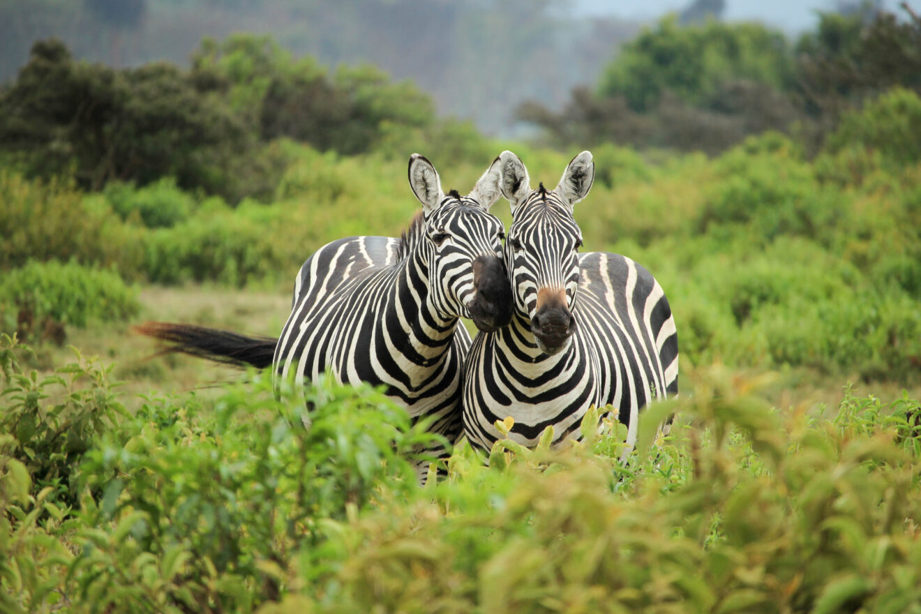 Zwei Zebras stehen nebeneinander im grünen Buschland, Mount-Longonot-Nationalpark