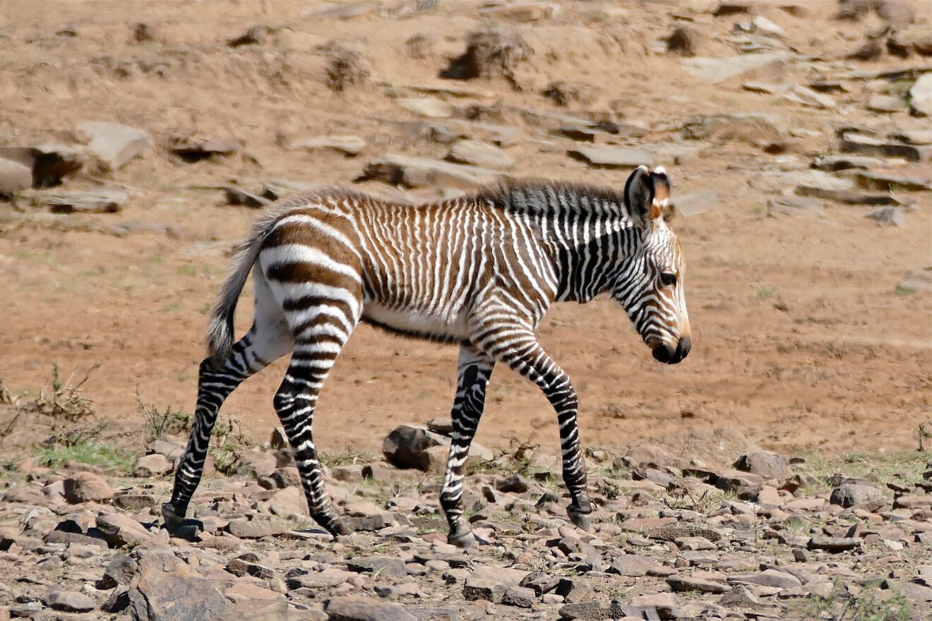 Ein junges Kap-Bergzebra mit bräunlichen Streifen läuft über einen steinigen Hang