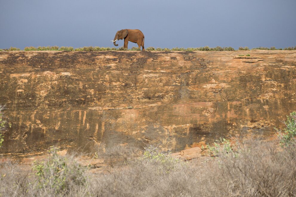 Elefant auf der Kante des Mudanda-Felsens im Tsavo-Ost-Nationalpark