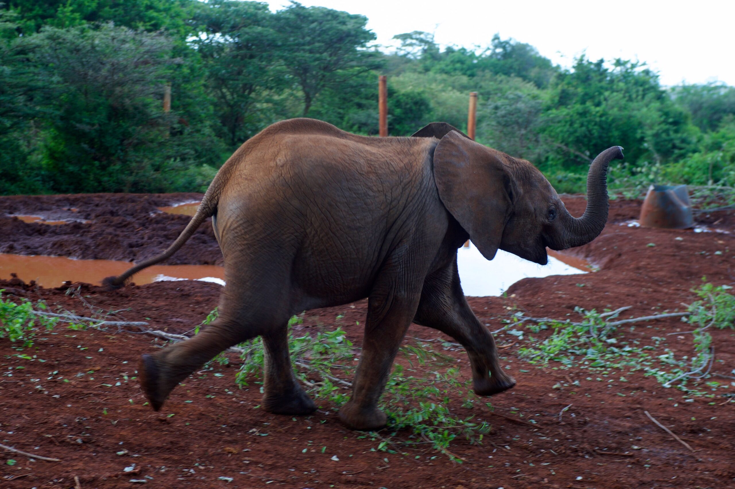 Junger Elefant läuft über den roten Boden der Aufzuchtstation des Sheldrick Wildlife Trust im Nairobi-Nationalpark