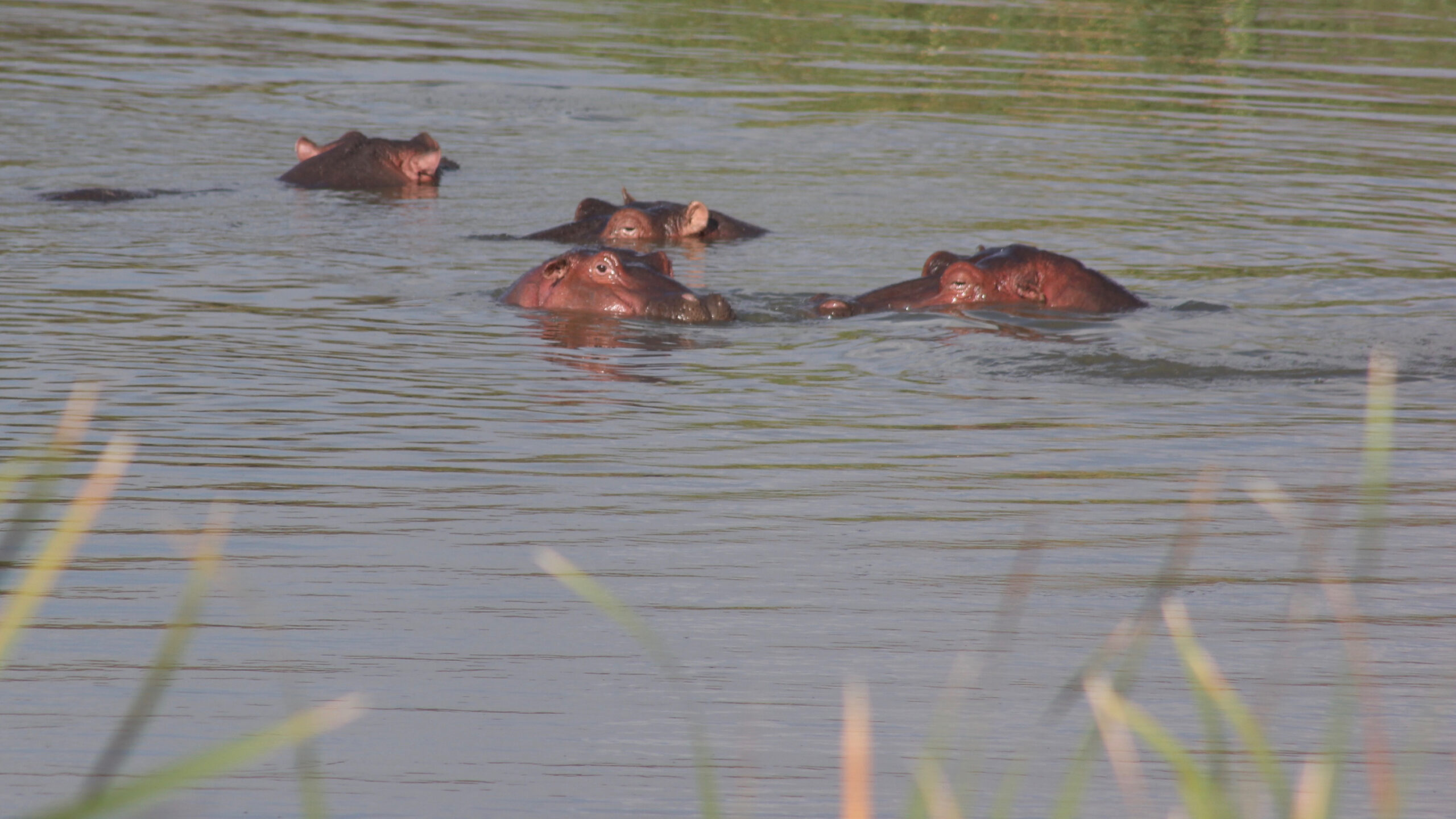 Vier Flusspferde schauen mit Kopf und Rücken aus dem Wasser, vorn Gräser am Ufer, Nairobi-Nationalpark